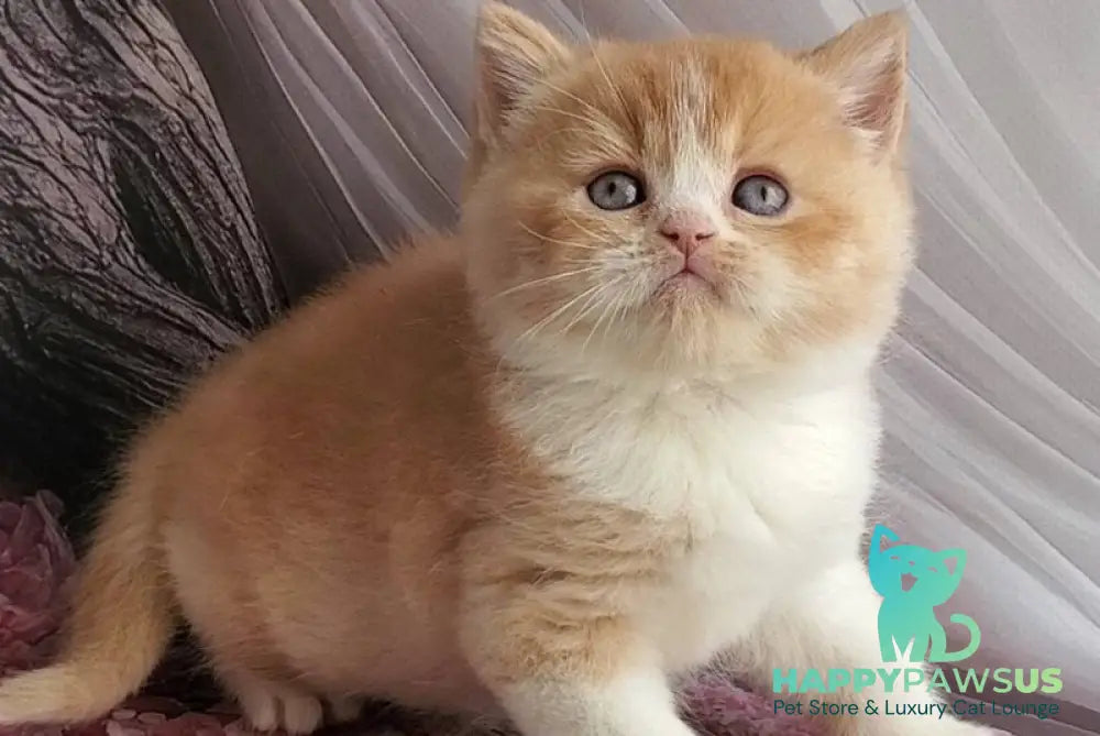 Unique British Shorthair male red bicolour - live animals
