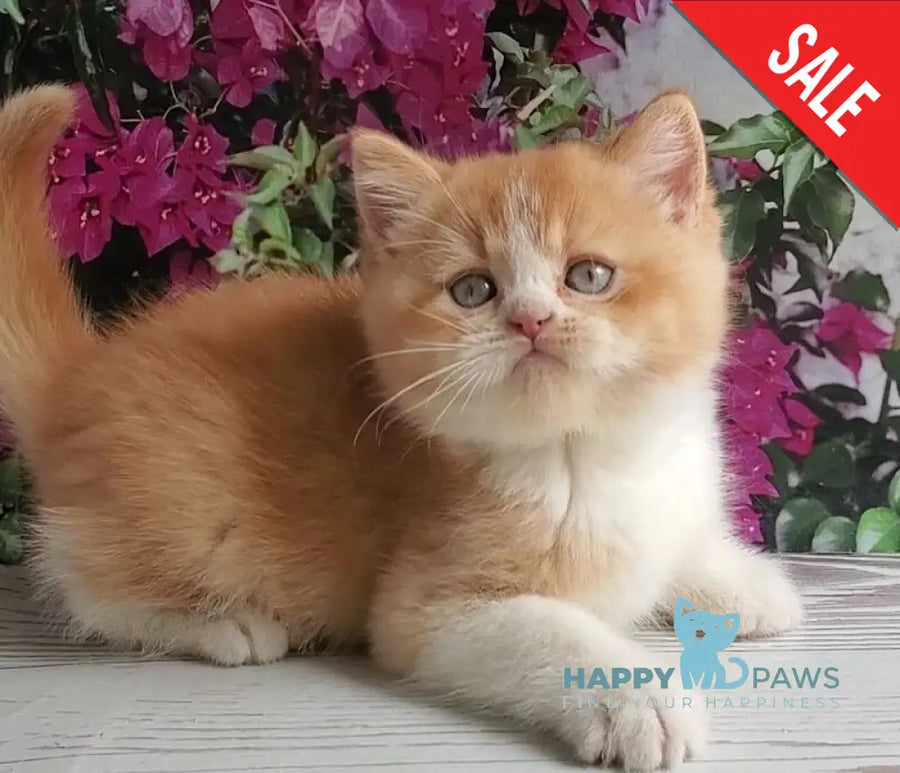 Unique British Shorthair male red bicolour - live animals