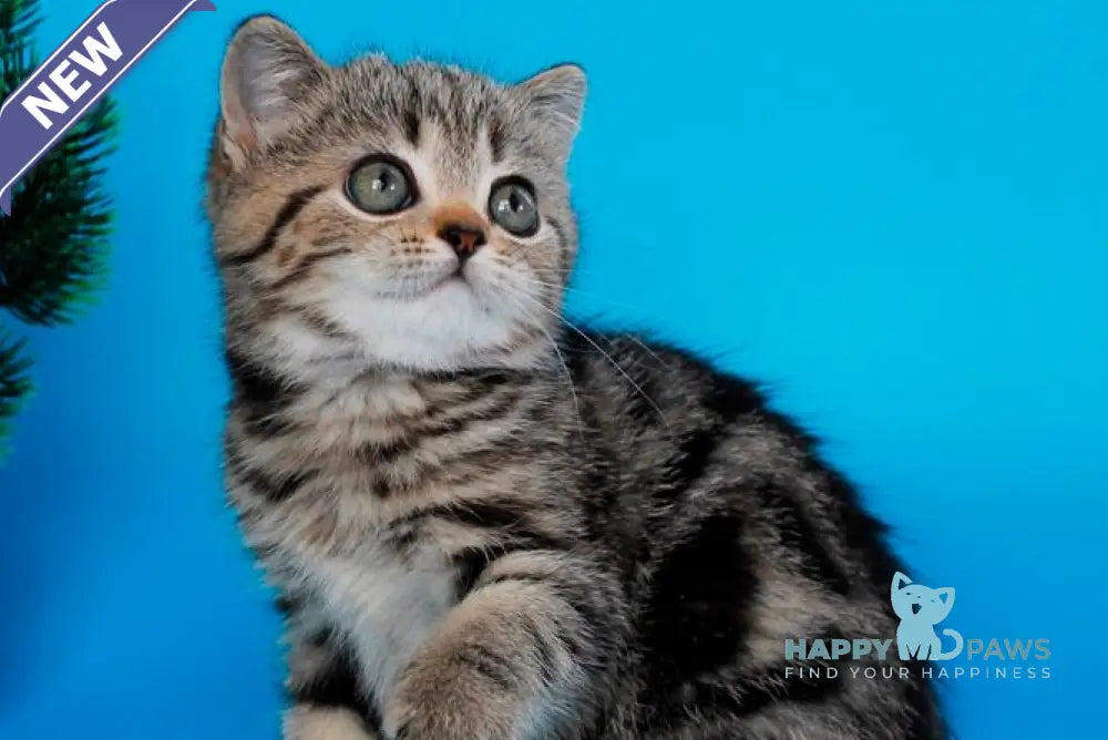 Unita British Shorthair female black tabby live animals