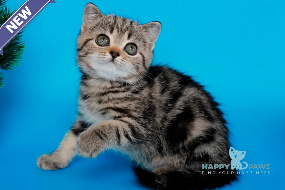 Unita British Shorthair female black tabby live animals