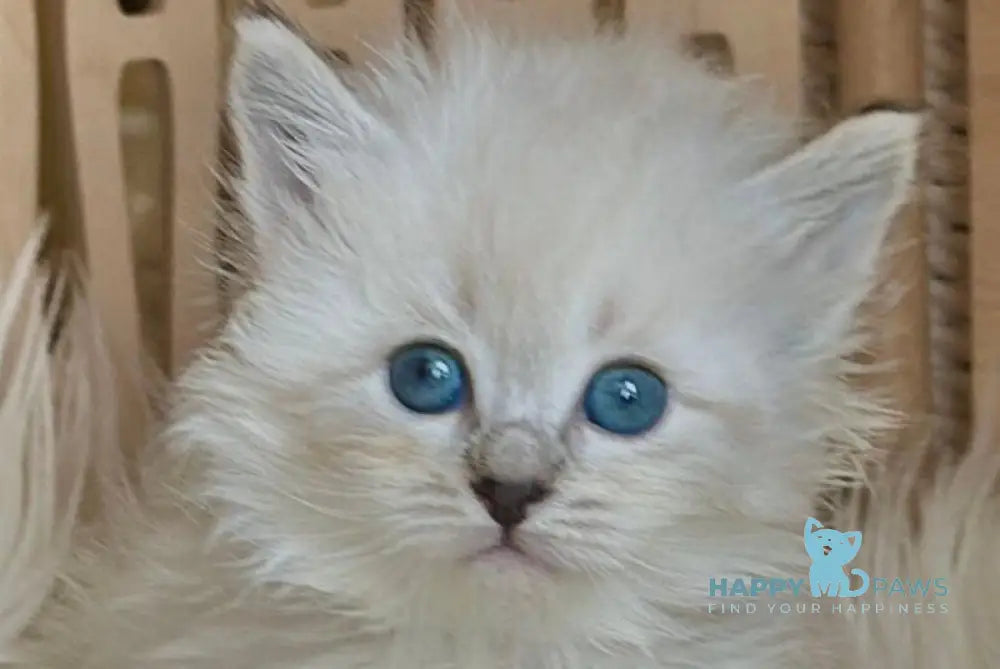 Unita Siberian female seal tabby pointed live animals