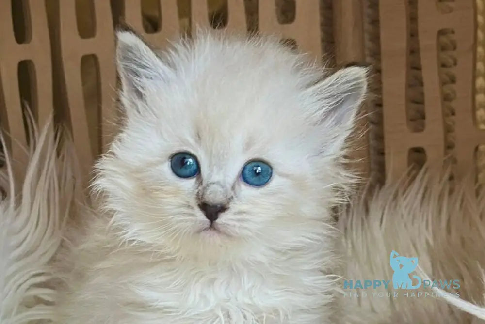 Unita Siberian female seal tabby pointed live animals