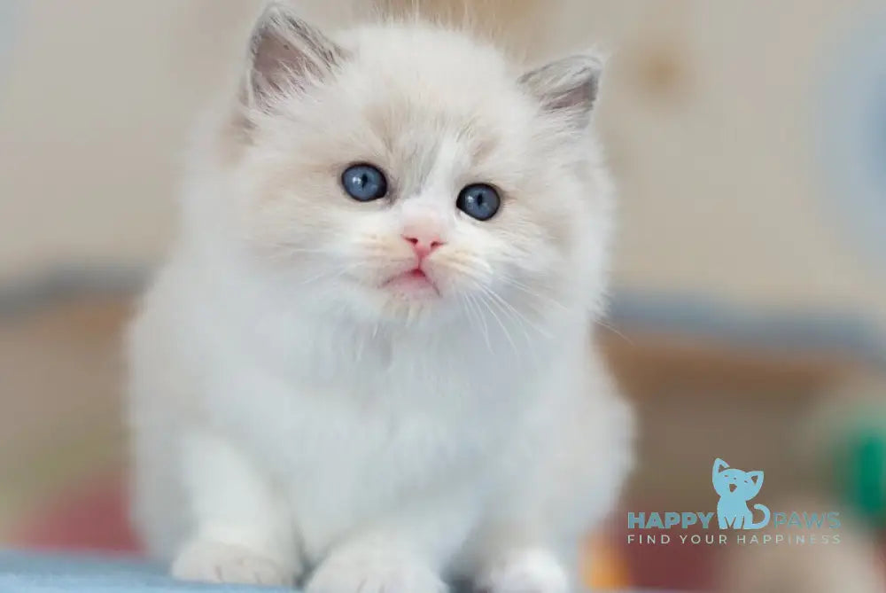 Unity Ragdoll female blue bicolour - live animals