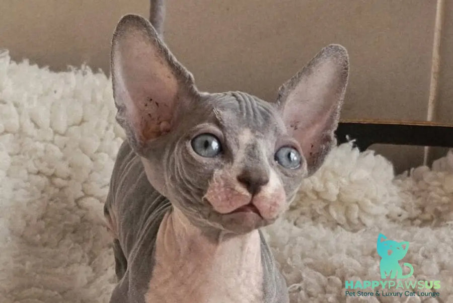Uno Bambino male black bicolour - live animals