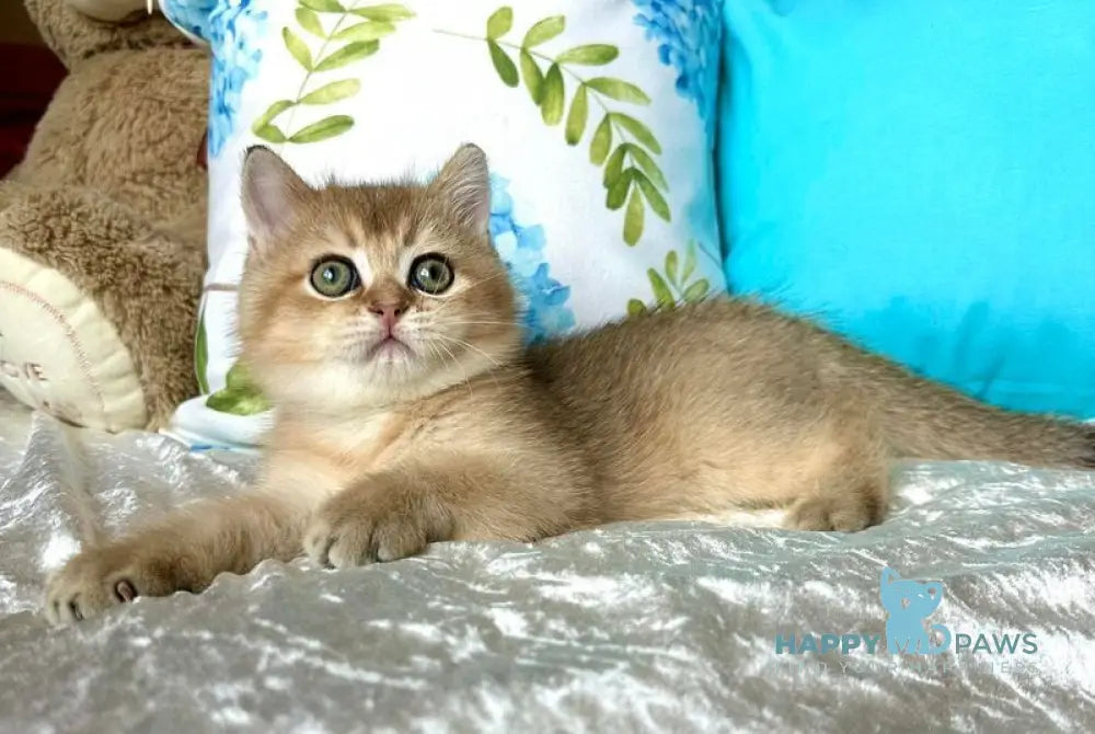 Uno British Shorthair male black golden shaded live animals