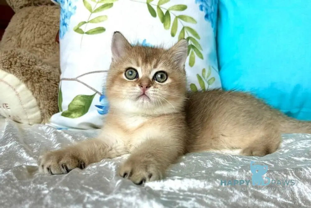 Uno British Shorthair male black golden shaded live animals