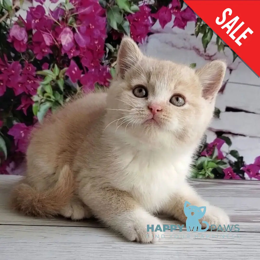 Uno British Shorthair male cream bicolour - live animals
