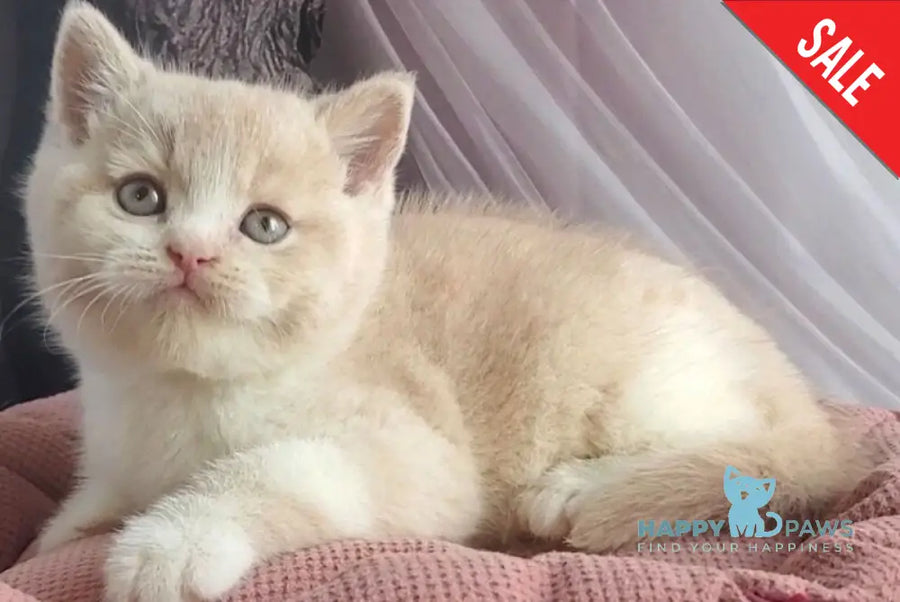 Uno British Shorthair male cream bicolour - live animals