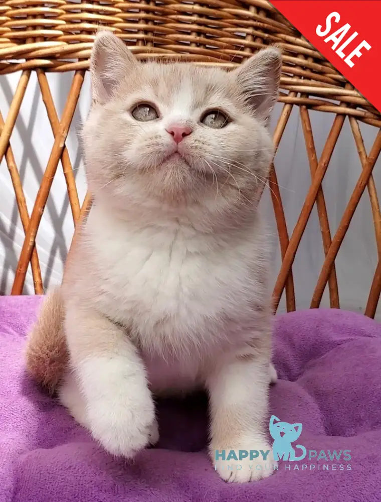 Uno British Shorthair male cream bicolour - live animals