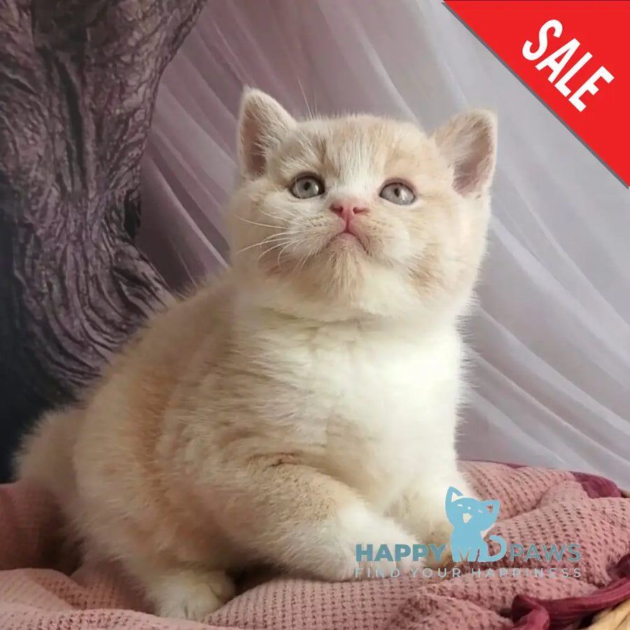 Uno British Shorthair male cream bicolour - live animals
