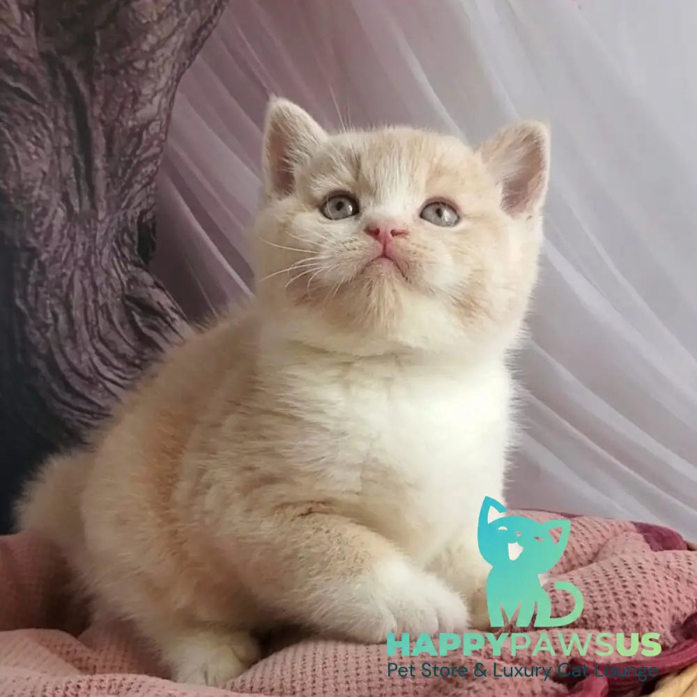 Uno British Shorthair male cream bicolour - live animals