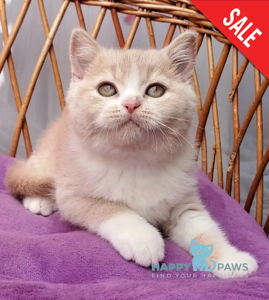 Uno British Shorthair male cream bicolour - live animals