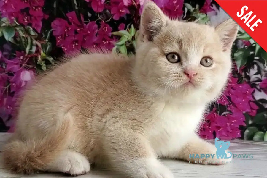 Uno British Shorthair male cream bicolour - live animals