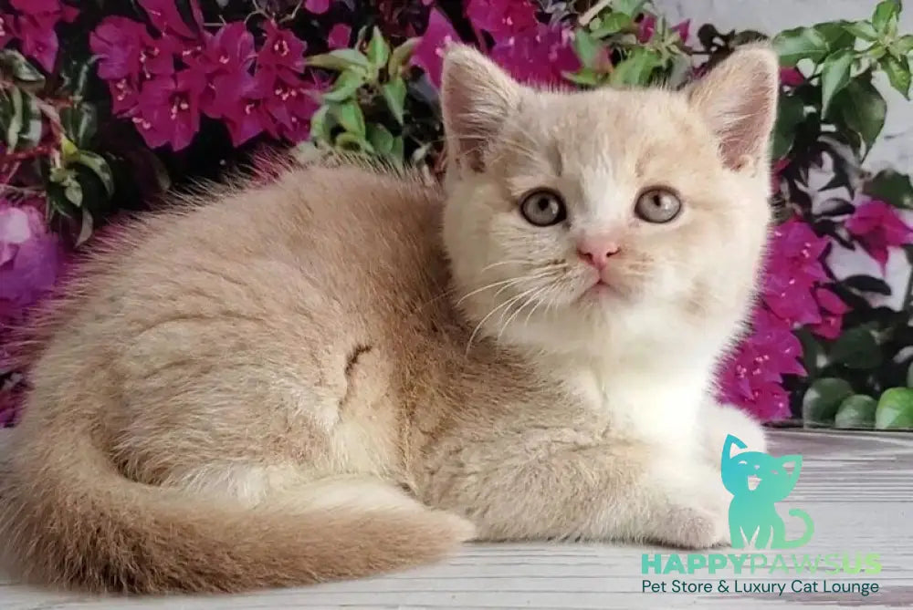 Uno British Shorthair male cream bicolour - live animals