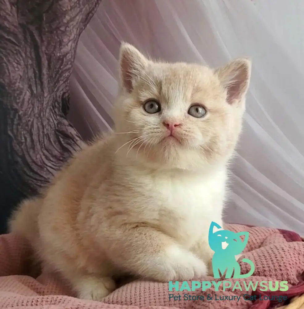 Uno British Shorthair male cream bicolour - live animals