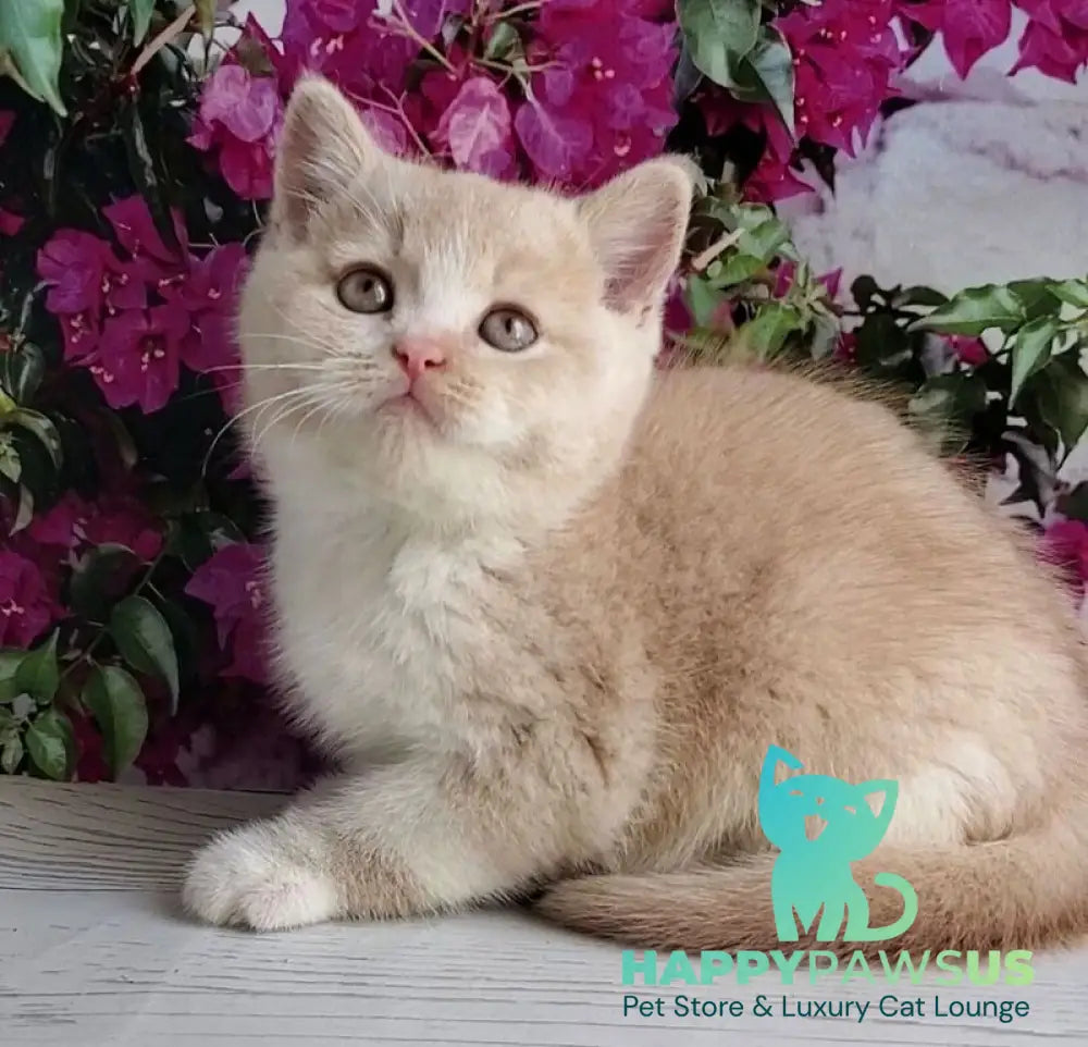 Uno British Shorthair male cream bicolour - live animals