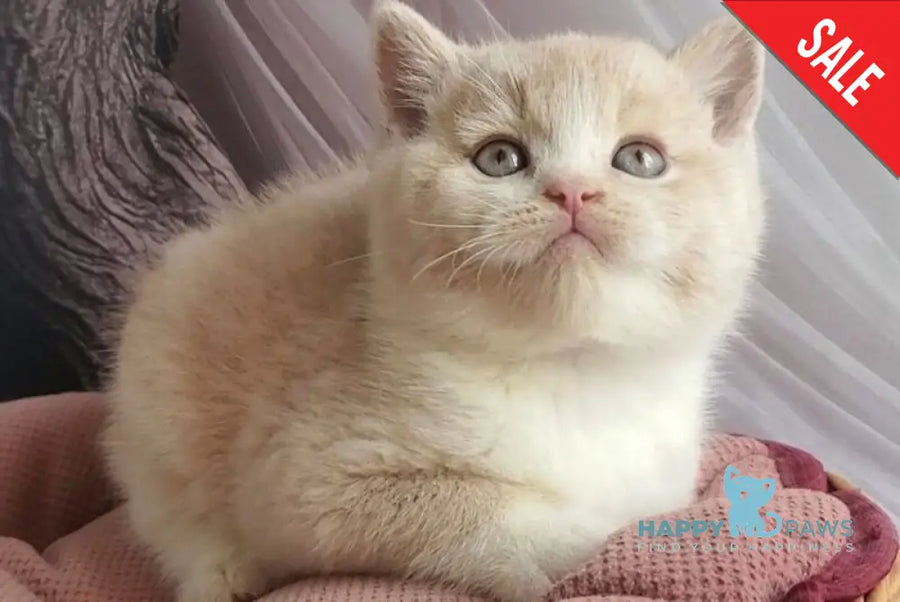 Uno British Shorthair male cream bicolour - live animals