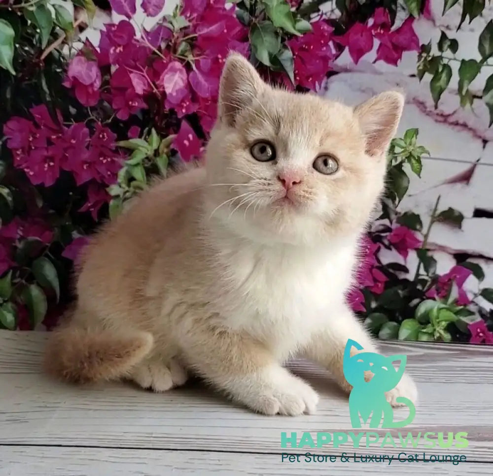 Uno British Shorthair male cream bicolour - live animals