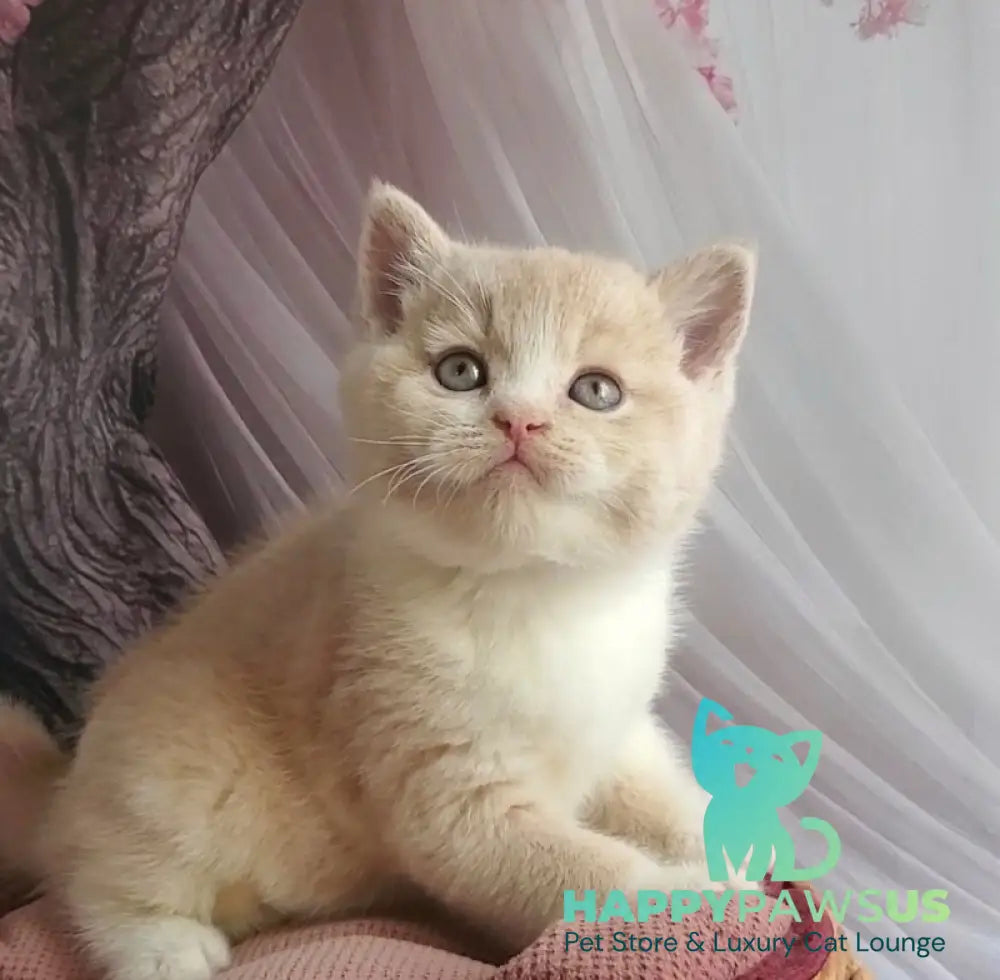 Uno British Shorthair male cream bicolour - live animals