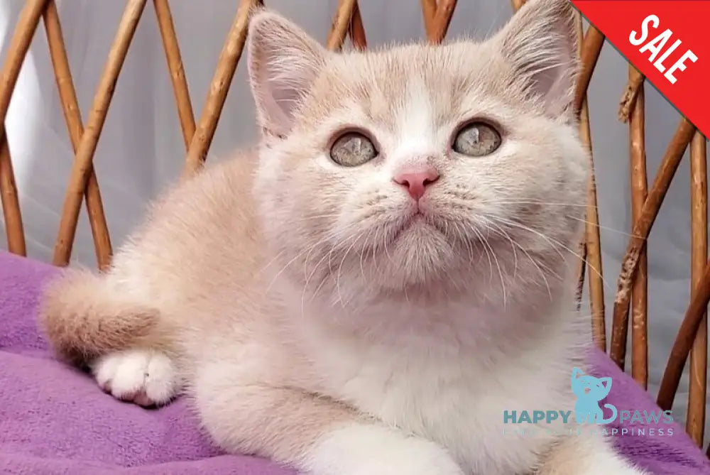Uno British Shorthair male cream bicolour - live animals