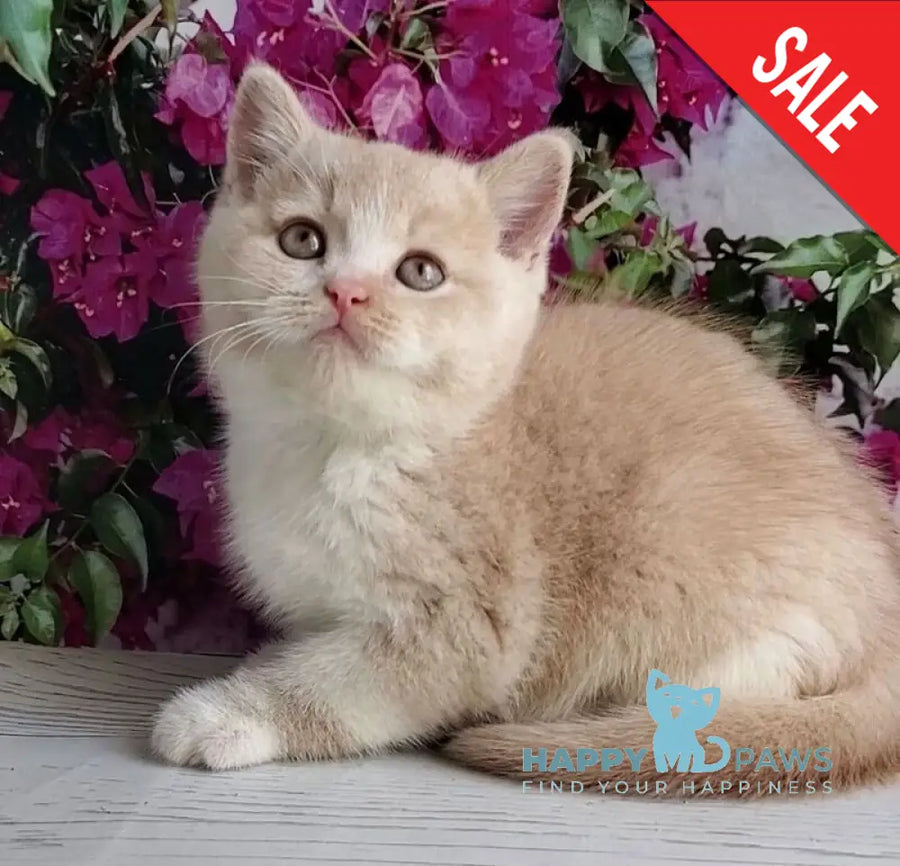 Uno British Shorthair male cream bicolour - live animals