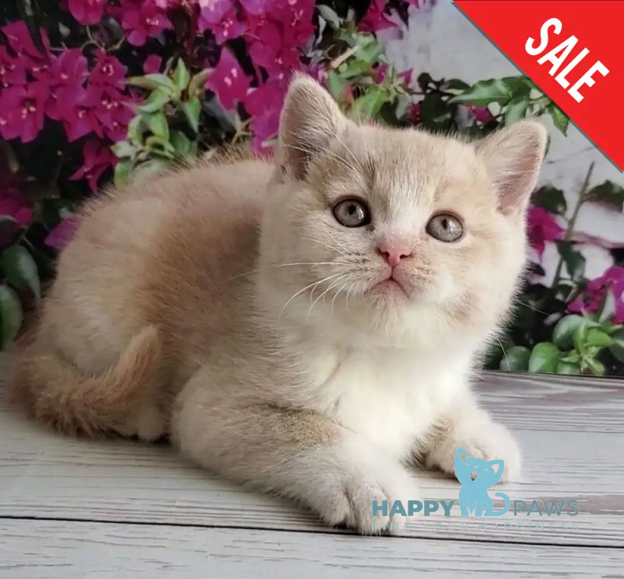 Uno British Shorthair male cream bicolour - live animals