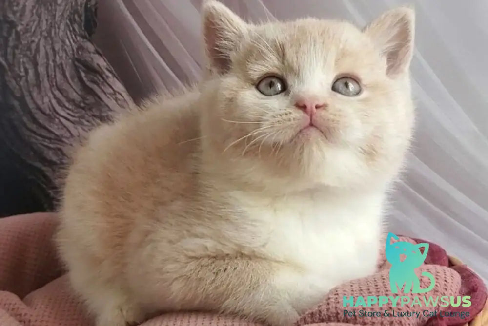 Uno British Shorthair male cream bicolour - live animals