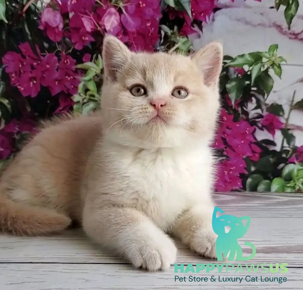 Uno British Shorthair male cream bicolour - live animals