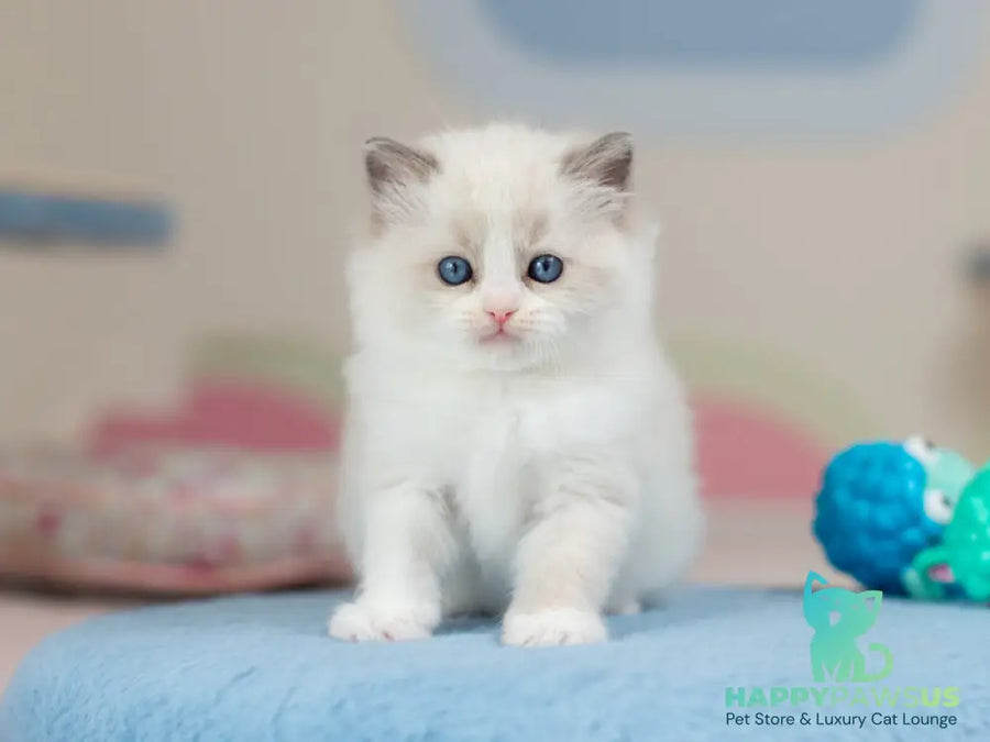 Uno Ragdoll male blue bicolour - live animals