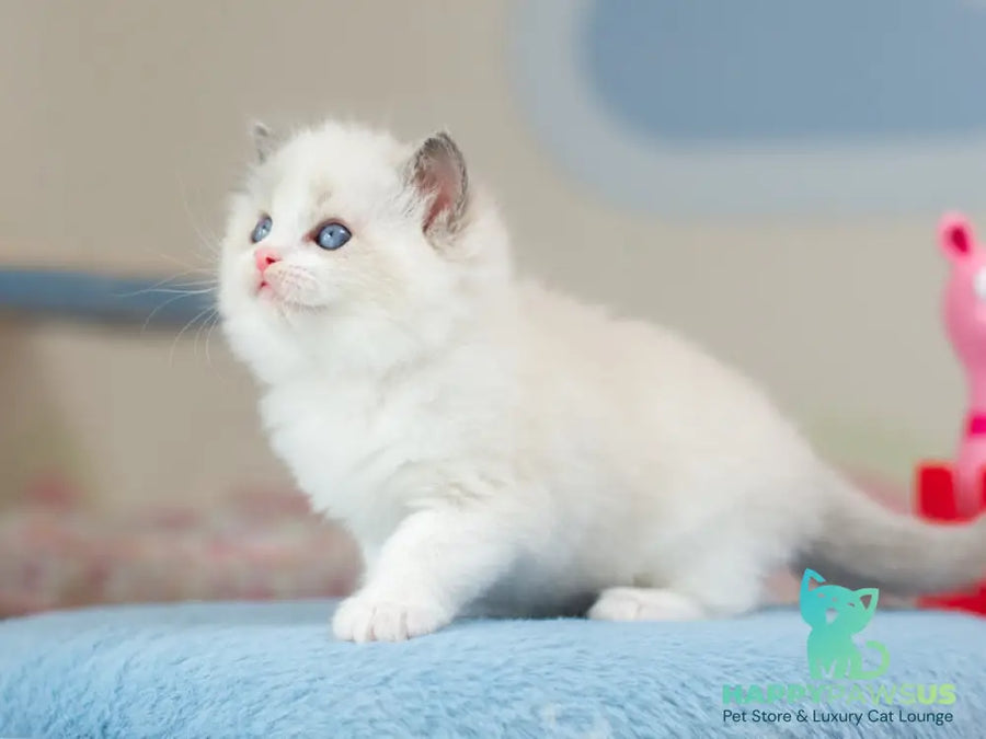 Uno Ragdoll male blue bicolour - live animals
