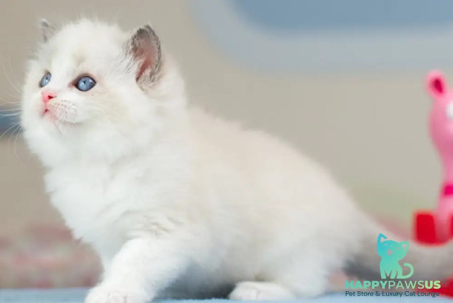 Uno Ragdoll male blue bicolour - live animals
