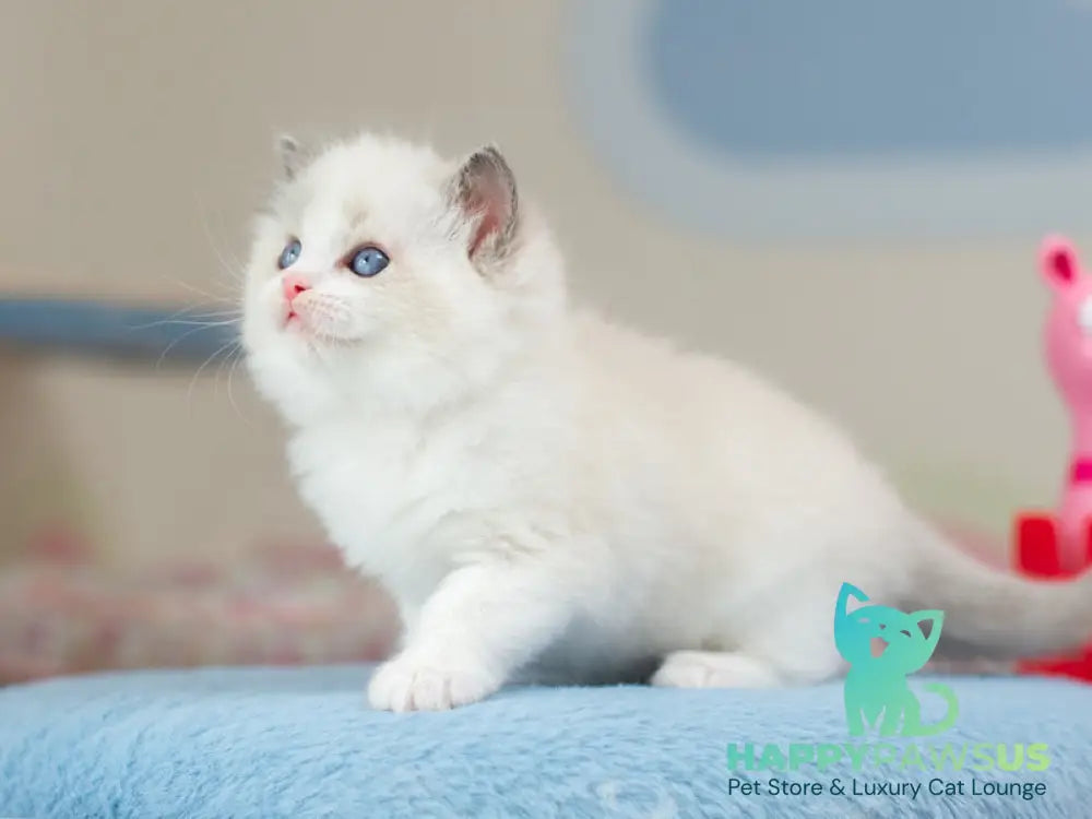Uno Ragdoll male blue bicolour - live animals