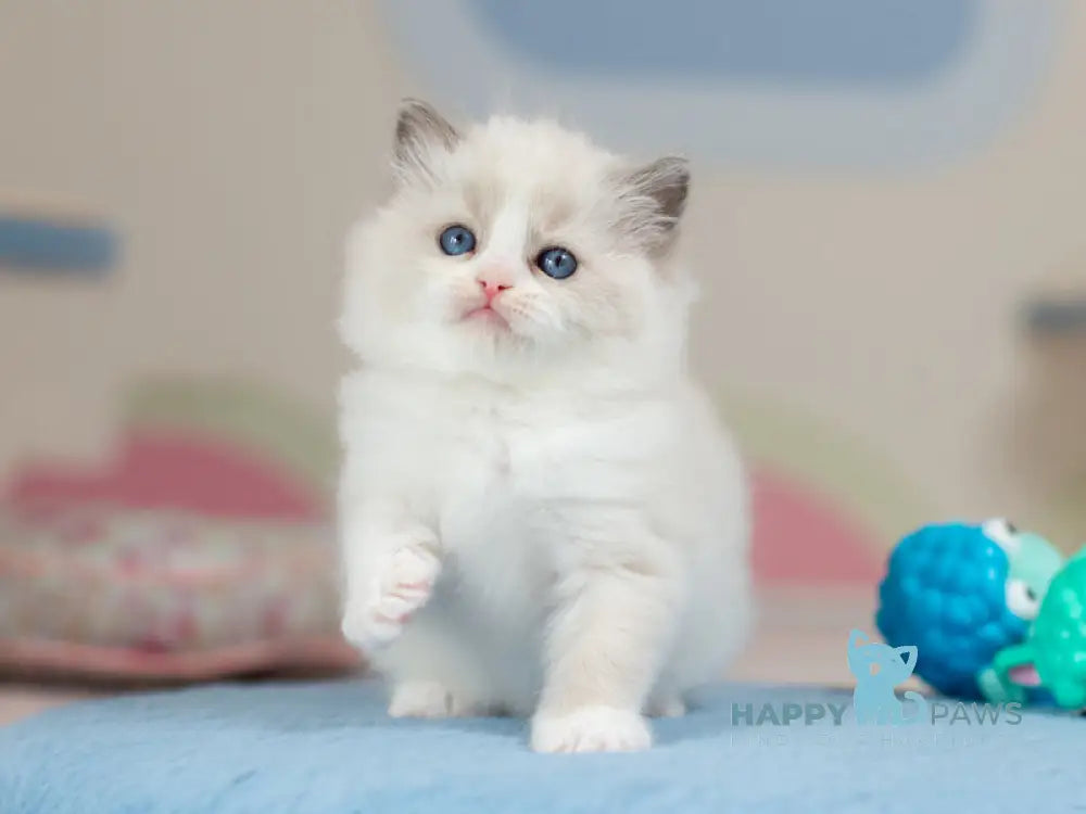 Uno Ragdoll male blue bicolour - live animals