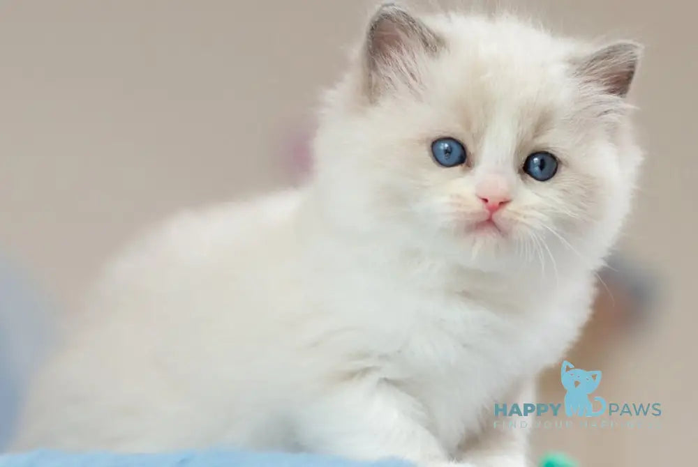 Uno Ragdoll male blue bicolour - live animals