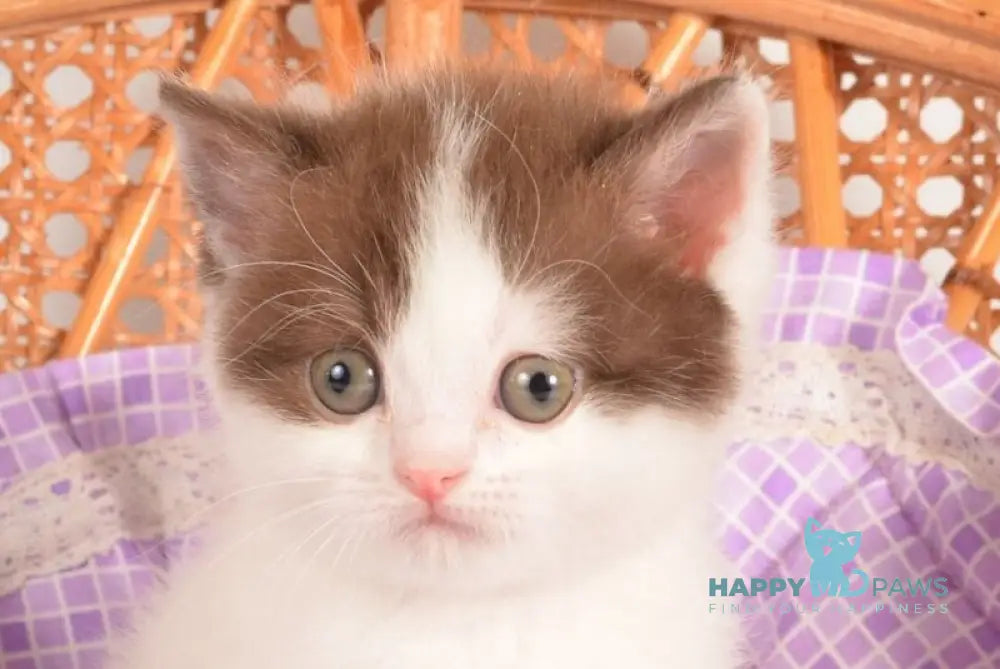 Uno Scottish Straight male cinnamon harlequin live animals