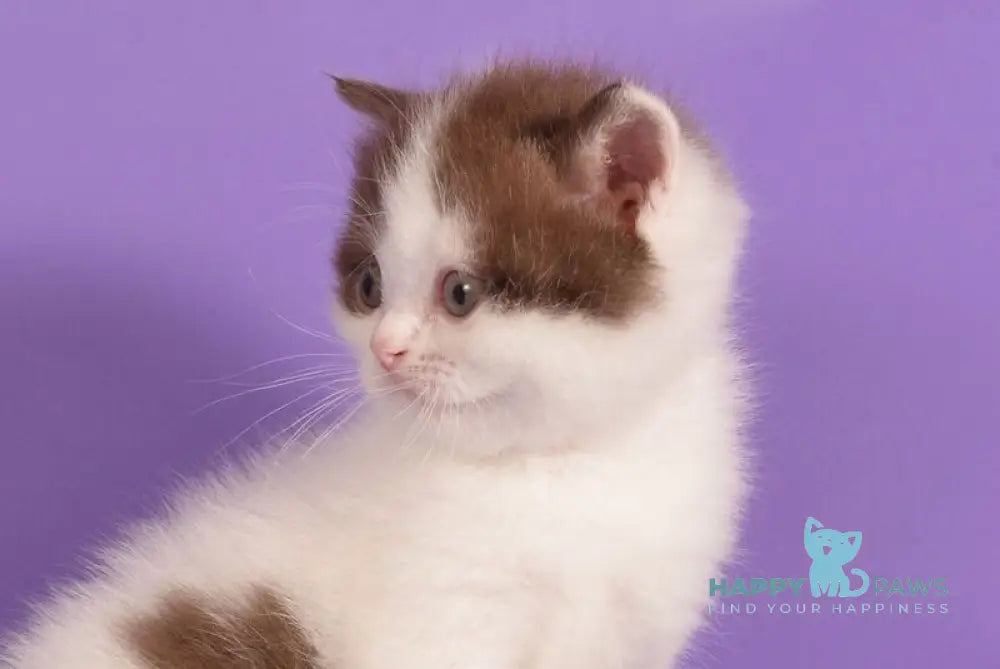 Uno Scottish Straight male cinnamon harlequin live animals