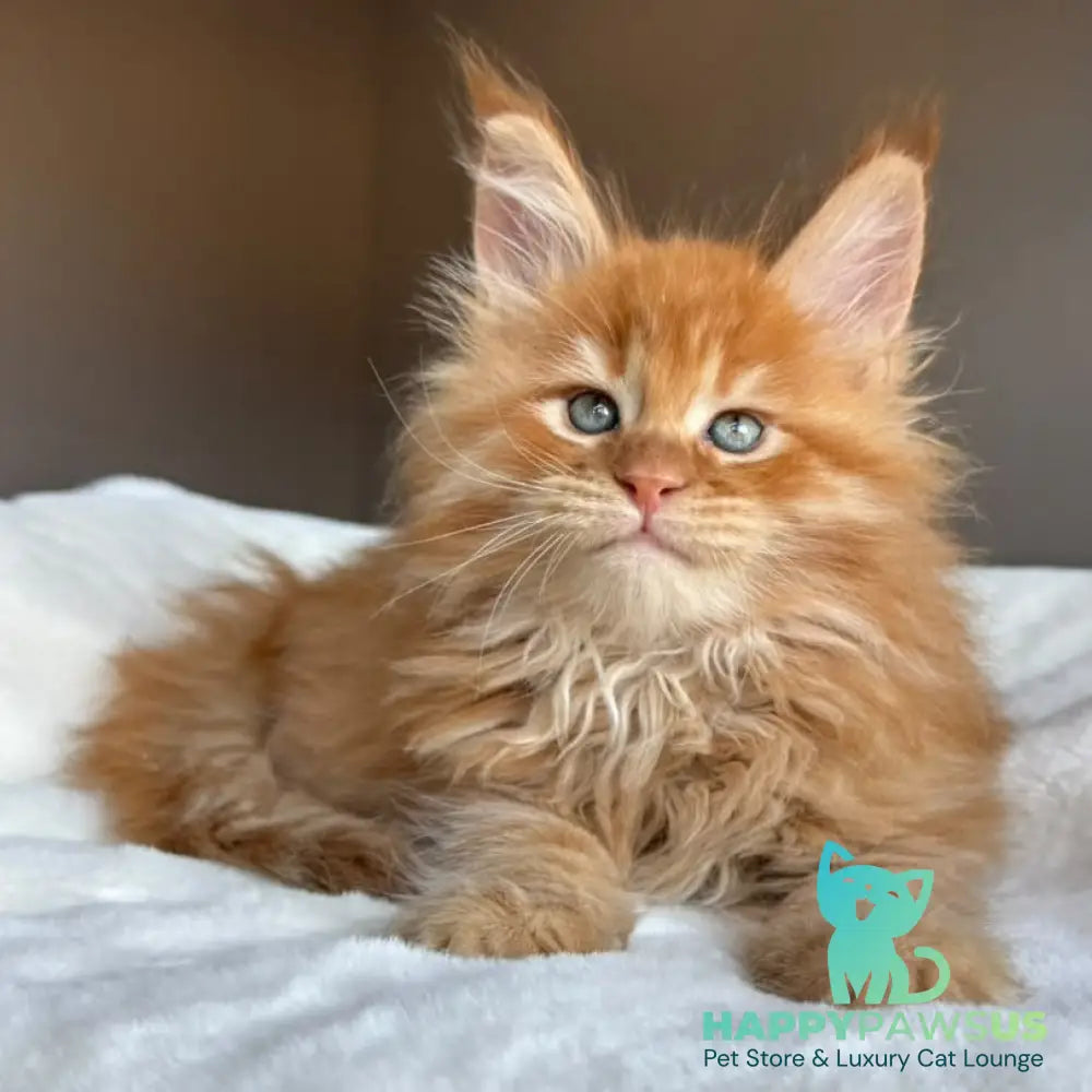 Unreal Maine Coon male red tabby - live animals