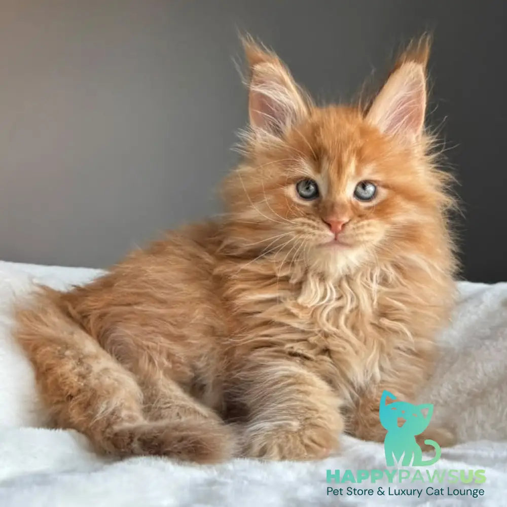 Unreal Maine Coon male red tabby - live animals