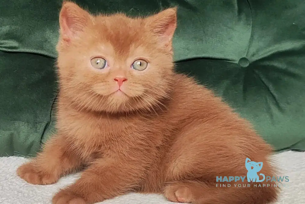 Unus British Shorthair male cinnamon - live animals