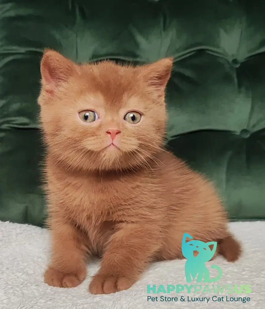 Unus British Shorthair male cinnamon - live animals