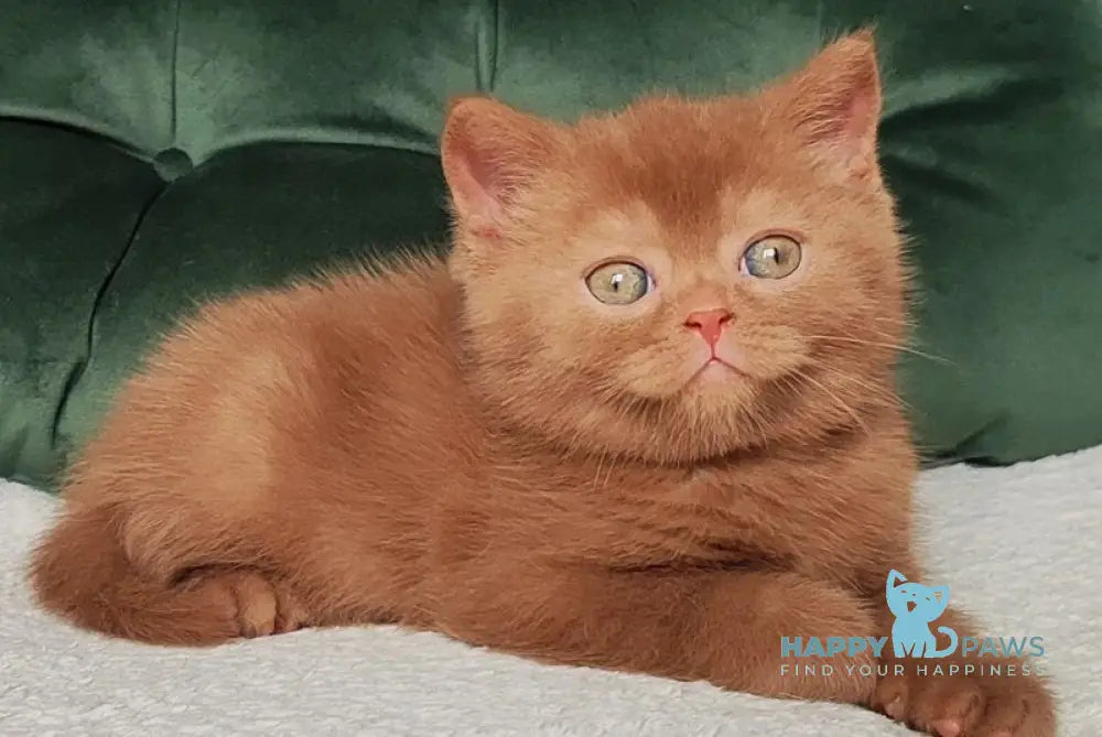 Unus British Shorthair male cinnamon - live animals