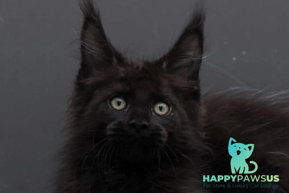 Uoker Maine Coon male black live animals