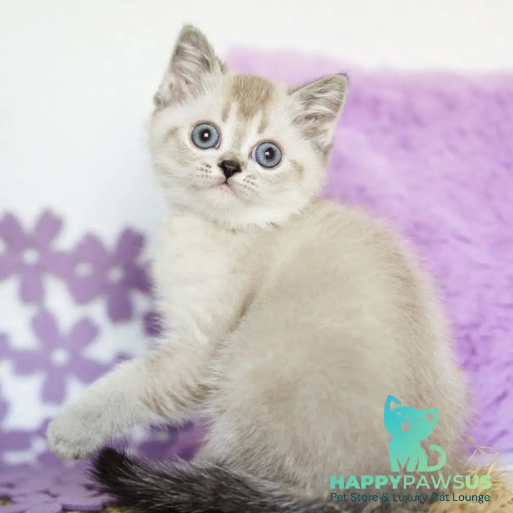 Uoker Scottish Straight male black ticked tabby pointed - live animals