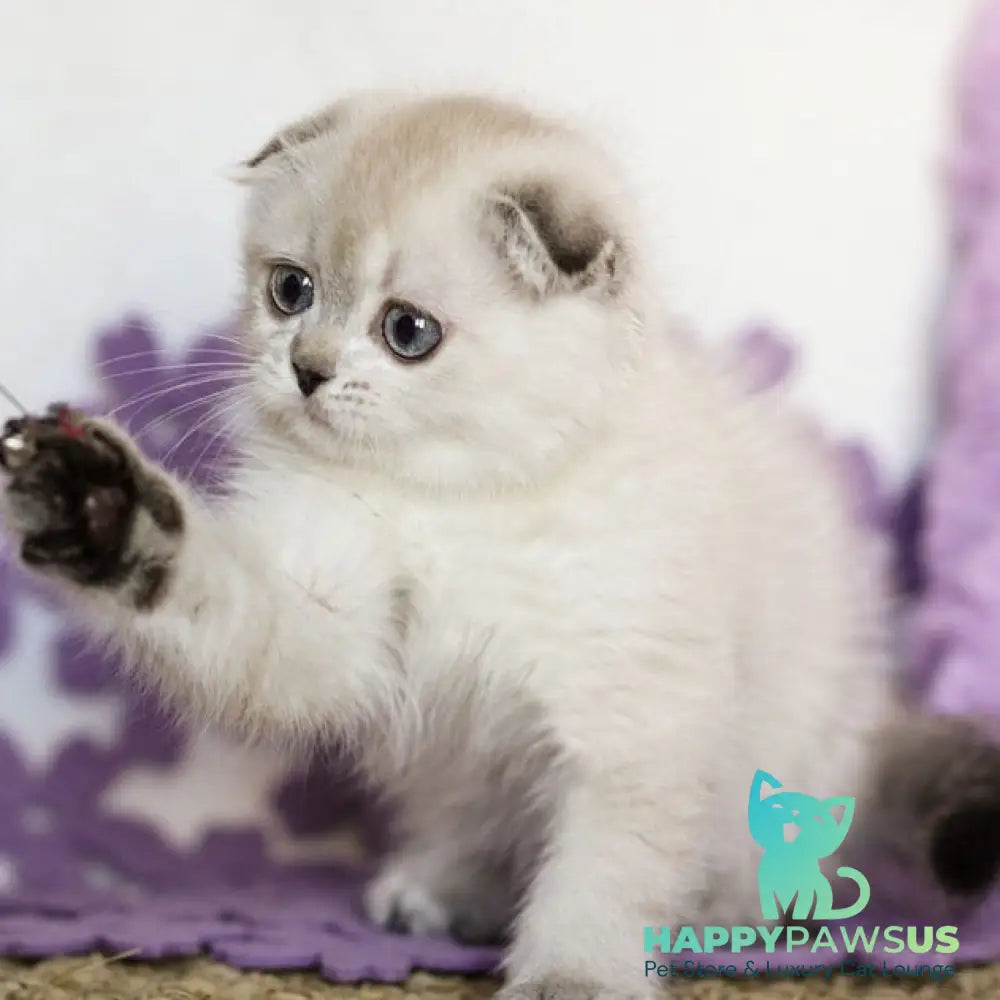 Upi Scottish Fold female black ticked tabby pointed - live animals