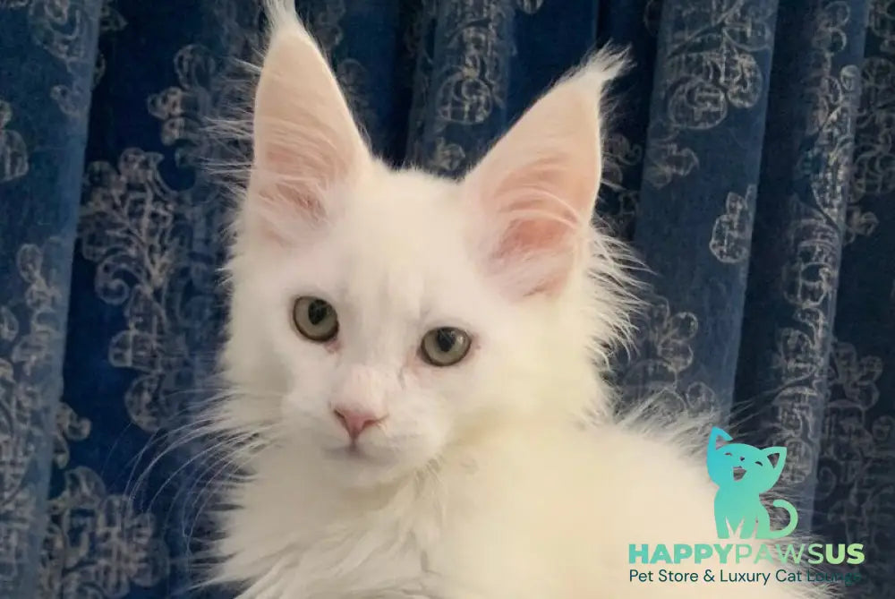 Upland Maine Coon male white live animals