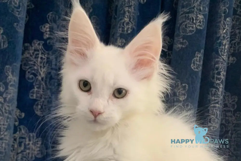 Upland Maine Coon male white live animals