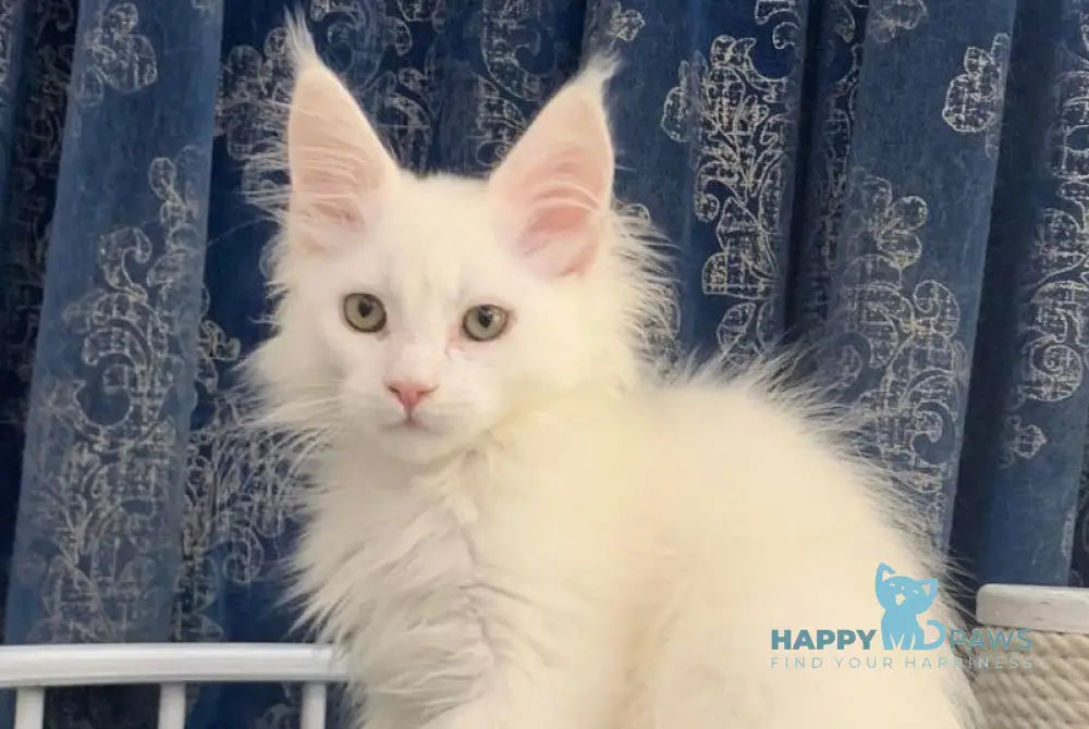 Upland Maine Coon male white live animals