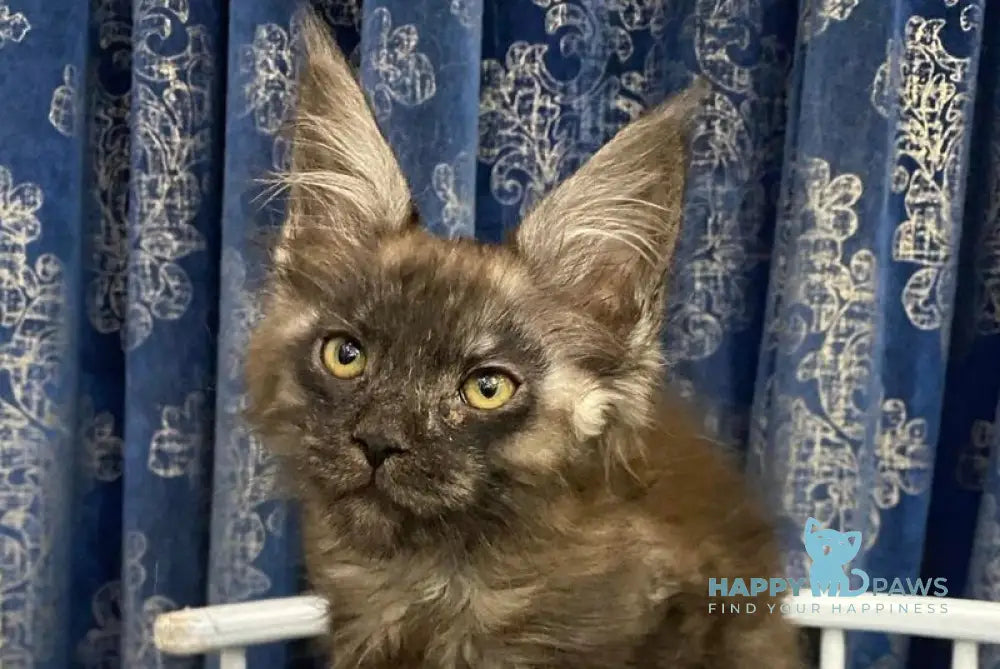 Uptown Maine Coon male black silver live animals