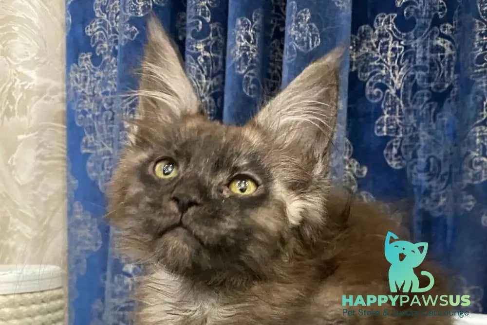 Uptown Maine Coon male black silver live animals