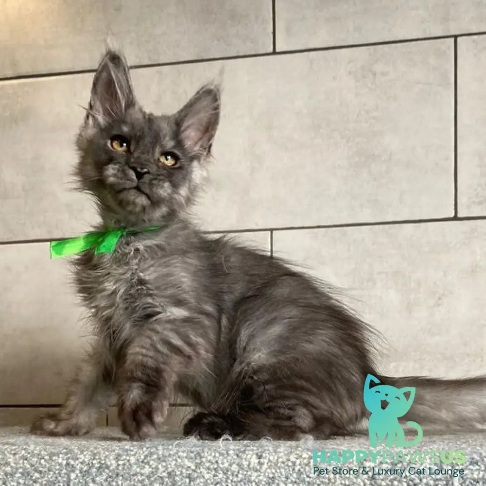 Ural Maine Coon male black silver - live animals